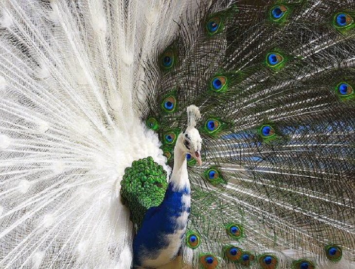 Imágenes de lo poderosa que es la naturaleza Un pavo real raro con una pluma de dos colores