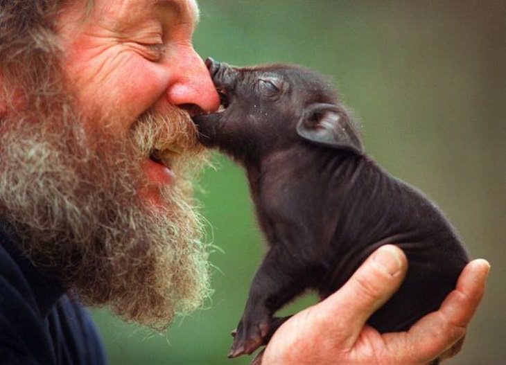 Beautiful pictures of touching, cute, and warm moments, Small black piglet biting a man on the nose