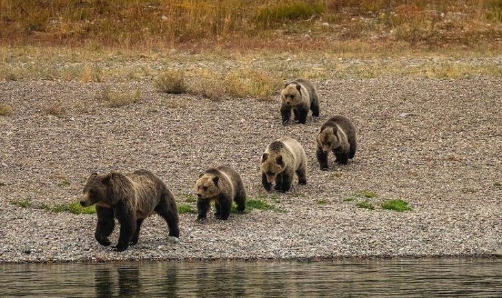 Incredible photographs of beautiful and rare animals and phenomena of nature, A 23 year old bear with quadruplets, a rare occurrence