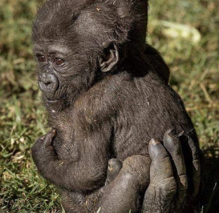 Beautiful pictures of touching, cute, and warm moments, Baby gorilla in mama gorilla’s hand