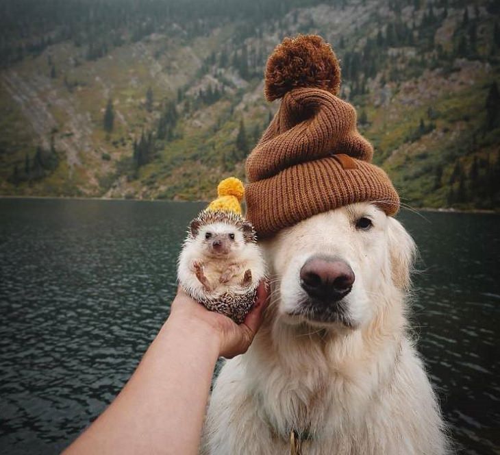 Beautiful pictures of touching, cute, and warm moments, Hedgehog and dog wearing winter hats