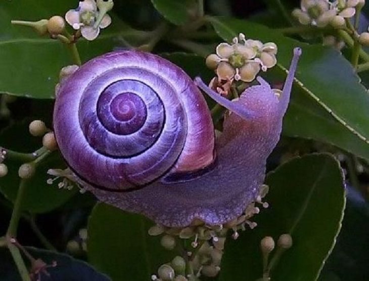 Incredible photographs of beautiful and rare animals and phenomena of nature, A rare purple snail found in Australia