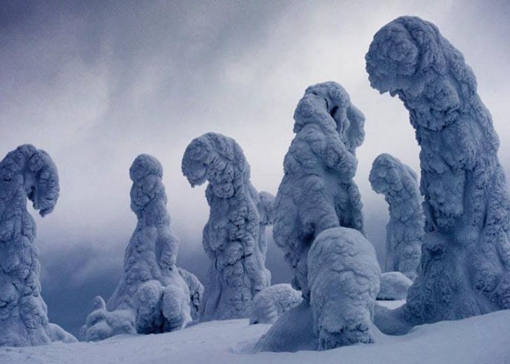 Imágenes de lo poderosa que es la naturaleza Árboles cubiertos de nieve en Finlandia