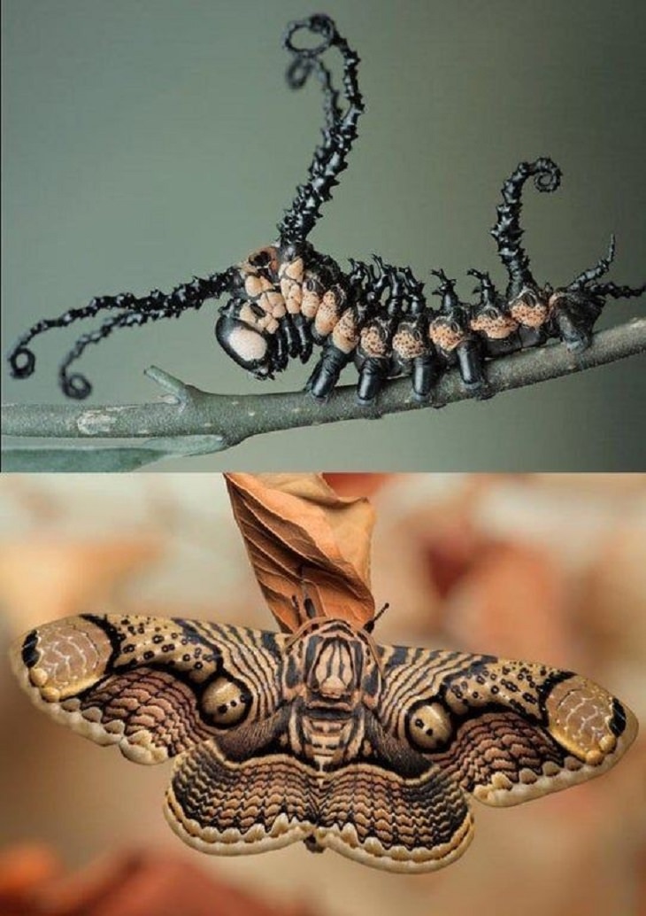 Incredible photographs of beautiful and rare animals and phenomena of nature, What the Brahmin Moth looks like as a caterpillar and after metamorphosis