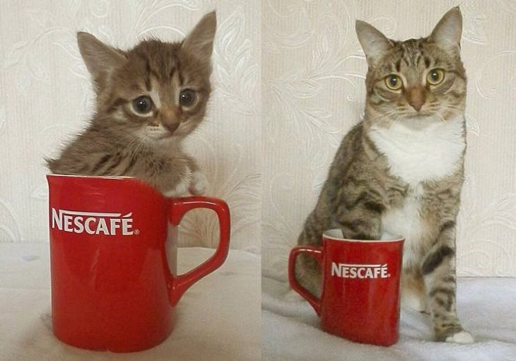 Beautiful pictures of touching, cute, and warm moments, Kitten in a mug and same kitten grown up as a cat next to same mug
