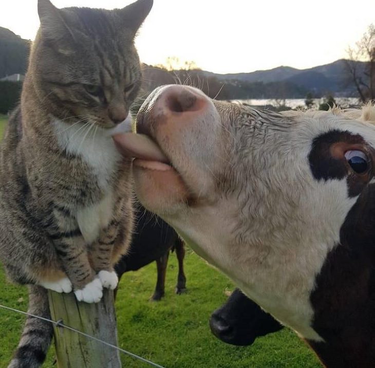 Beautiful pictures of touching, cute, and warm moments, Cow licking a cat