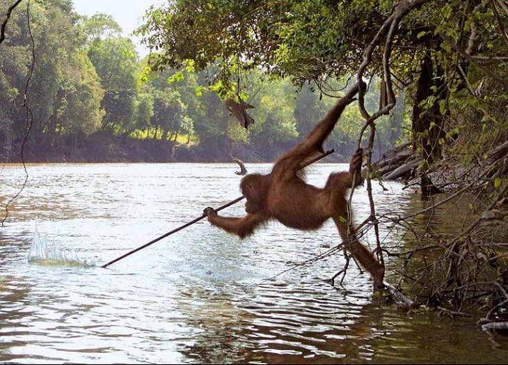 Imágenes de lo poderosa que es la naturaleza Después de observar a los pescadores locales, un orangután usa una lanza para cazar y pescar