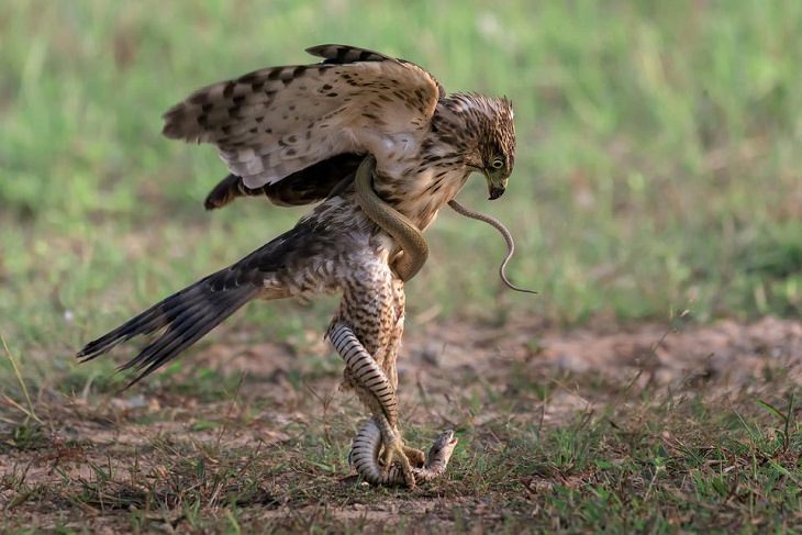 Incredible photographs of beautiful and rare animals and phenomena of nature, A crested eagle locked in battle with a snake