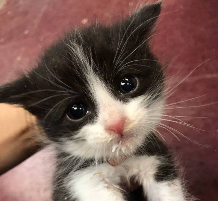 Adorable photographs of cute baby animals, Small black and white cat with big eyes