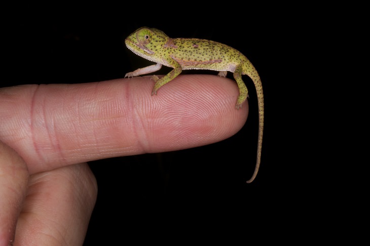 Adorable photographs of cute baby animals, Chameleon on a finger