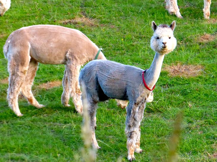 Adorable photographs of cute baby animals, Young alpaca standing on grass