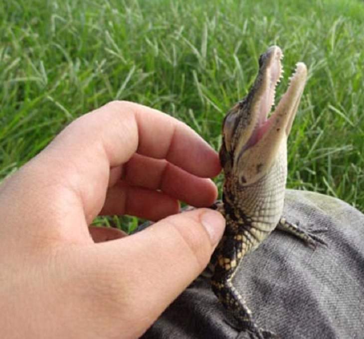 Adorable photographs of cute baby animals, Baby crocodile being petted