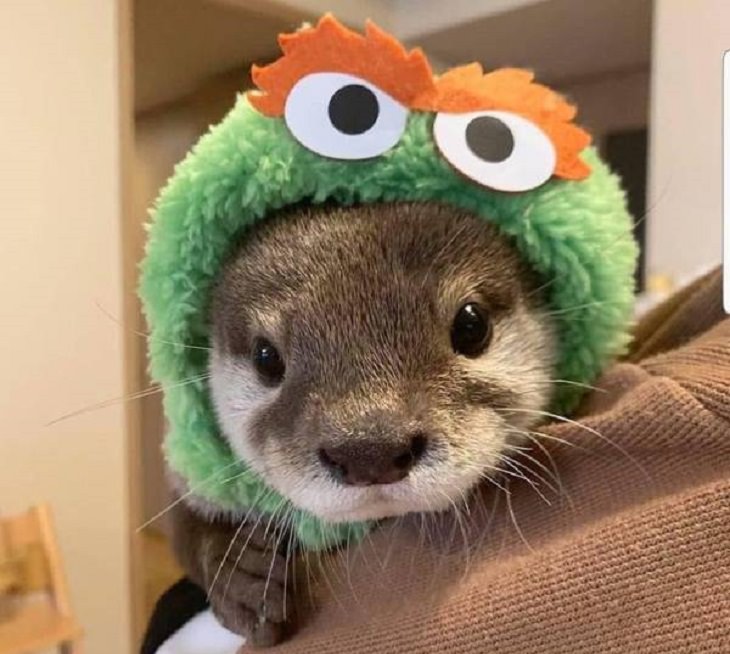 Adorable photographs of cute baby animals, Baby otter in a muppet hat