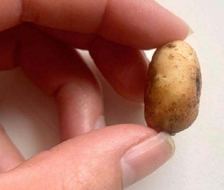 Incredibly tiny, small, and miniature everyday items and animals, Tiny potato