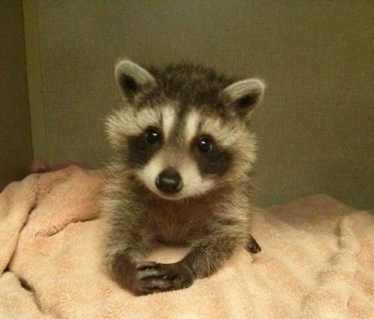 Adorable photographs of cute baby animals, Small raccoon sitting in a blanket