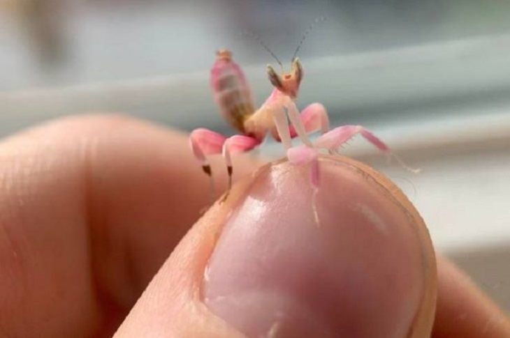 Incredibly tiny, small, and miniature everyday items and animals, Tiny praying mantis