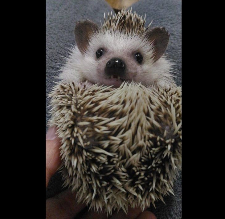 Adorable photographs of cute baby animals, A close-up of a porcupine