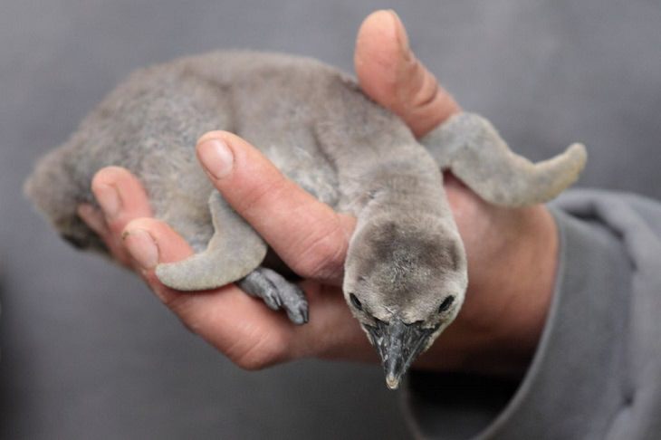 Adorable photographs of cute baby animals, Small baby penguin held in a hand