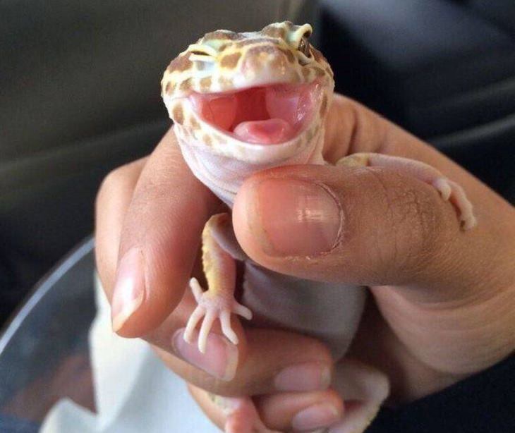 Adorable photographs of cute baby animals, Smiling lizard with big eyes