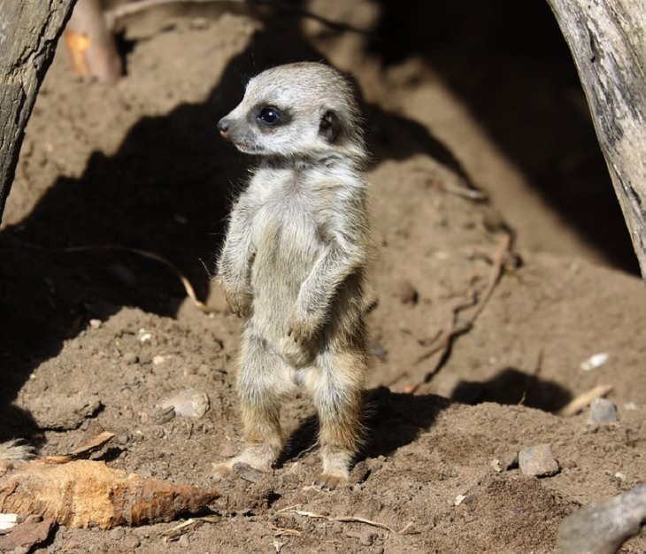 Adorable photographs of cute baby animals, Baby meerkat standing