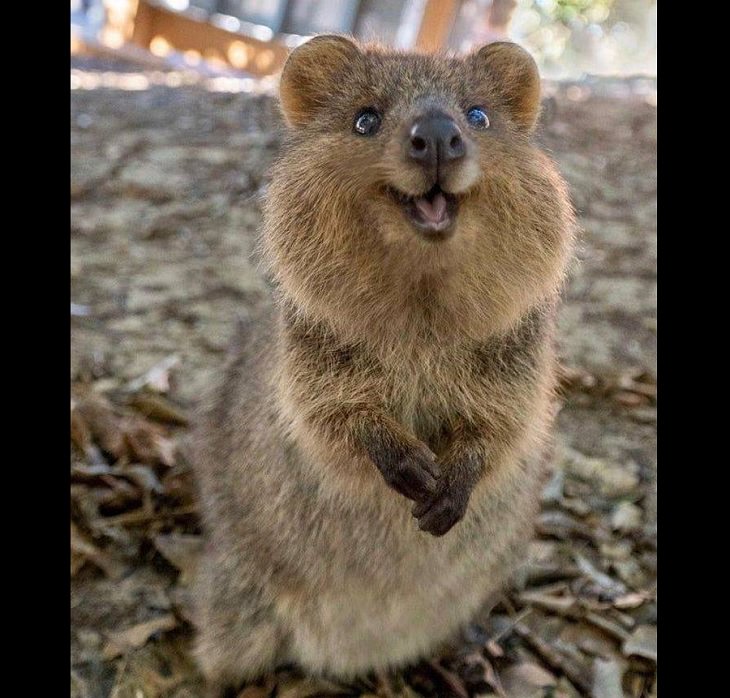 Adorable photographs of cute baby animals, Close up of quoakka