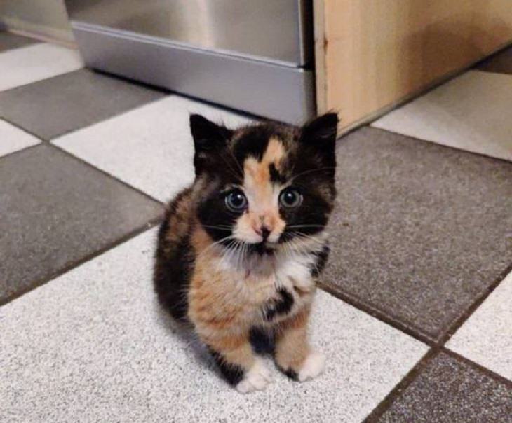 Adorable photographs of cute baby animals, Black, brown, and white small kitten