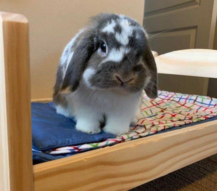 Adorable photographs of cute baby animals, Grey and white rabbit in a tiny bed