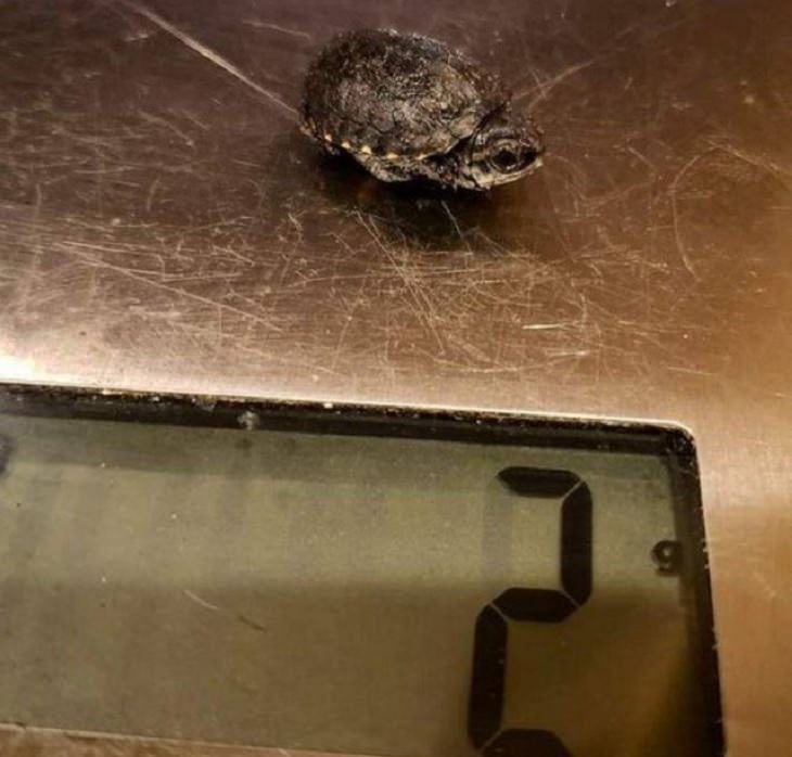 Incredibly tiny, small, and miniature everyday items and animals, Tiny turtle on weighing machine