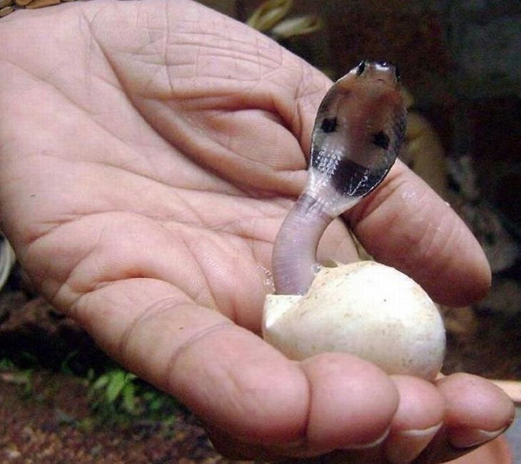 Adorable photographs of cute baby animals, Baby cobra coming out of an egg