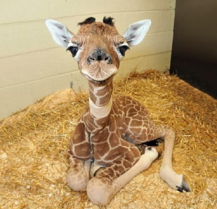 Adorable photographs of cute baby animals, Young giraffe sitting in hay