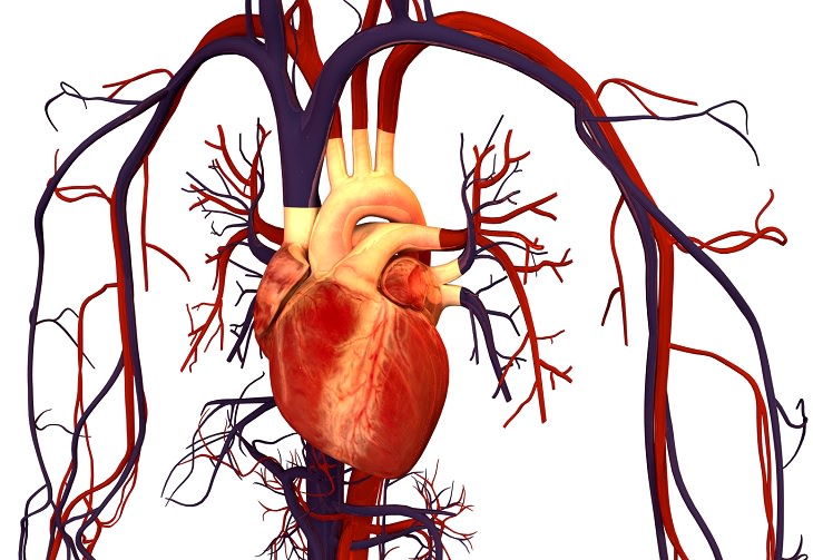 Weird and bizarre facts about the human body, Diagram of a heart with veins visible