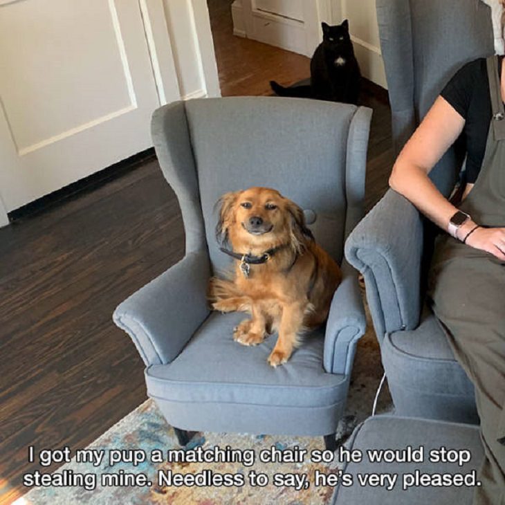 Photos of feel good stories that will make you smile, Puppy sitting on a chair and smiling
