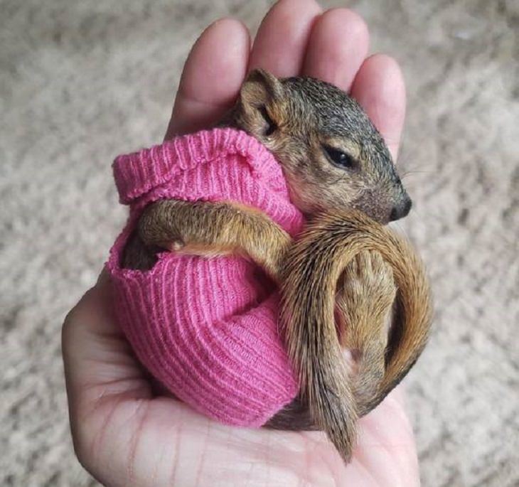Photos of feel good stories that will make you smile, A baby squirrel wearing a tiny pink sweater