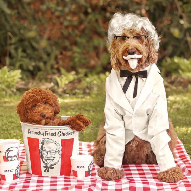 Cute and funny pet costumes for Halloween 2020, Two golden doodles, one dressed as the colonel and the other in a bucket of KFC