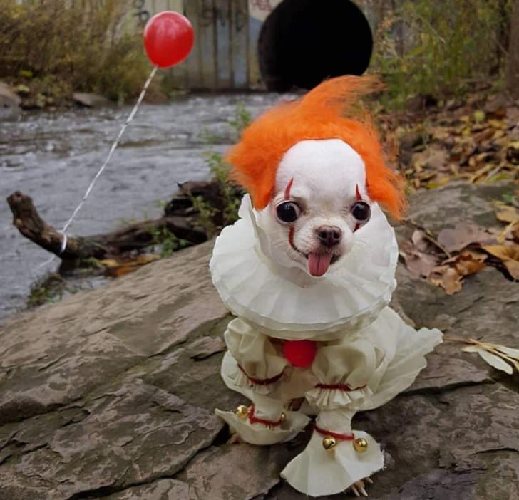 Cute and funny pet costumes for Halloween 2020, Small dog dressed as a scary clown