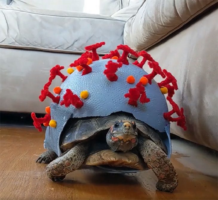 Cute and funny pet costumes for Halloween 2020, Tortoise dressed as a coronavirus