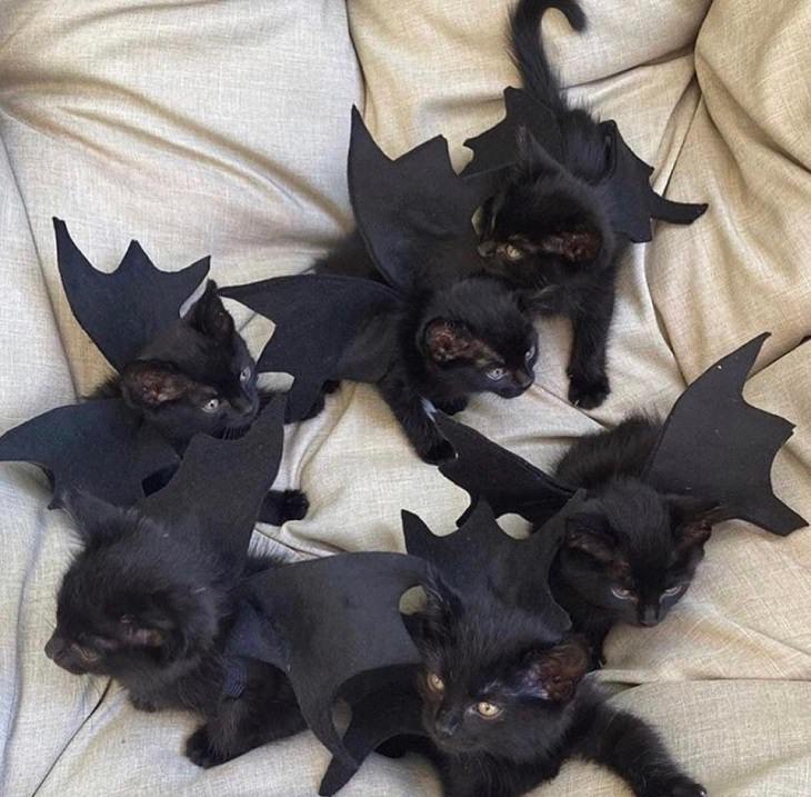 Cute and funny pet costumes for Halloween 2020, Black kittens wearing bat wings