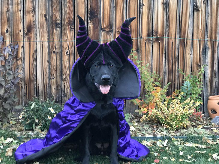 Cute and funny pet costumes for Halloween 2020, Dog dressed as Maleficent, the queen of all dragon witches