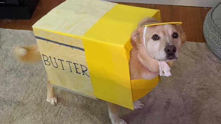  Cute and funny pet costumes for Halloween 2020, A dog named Butter dressed up as butter