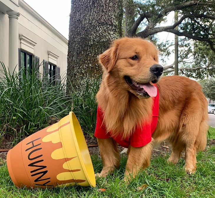 Cute and funny pet costumes for Halloween 2020, Golden retriever dressed as Winnie the Pooh