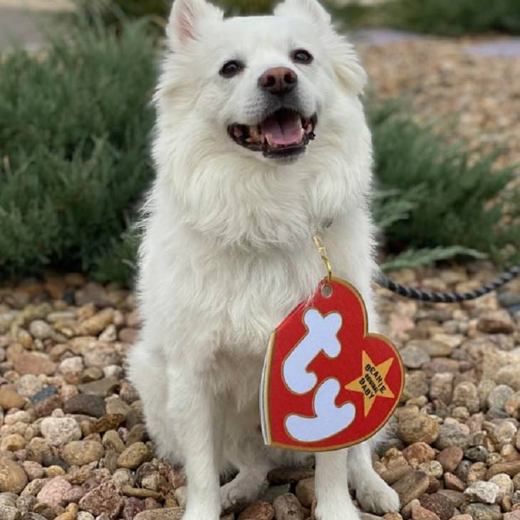 Cute and funny pet costumes for Halloween 2020, White pomeranian with a giant beanie baby tag on it