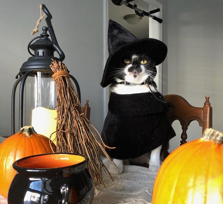 Cute and funny pet costumes for Halloween 2020, Cat dressed as a witch