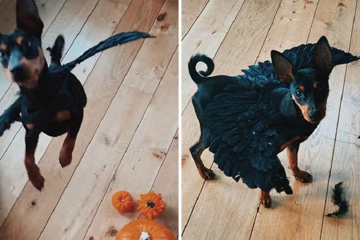 Cute and funny pet costumes for Halloween 2020, Black puppy wearing black feathered wings