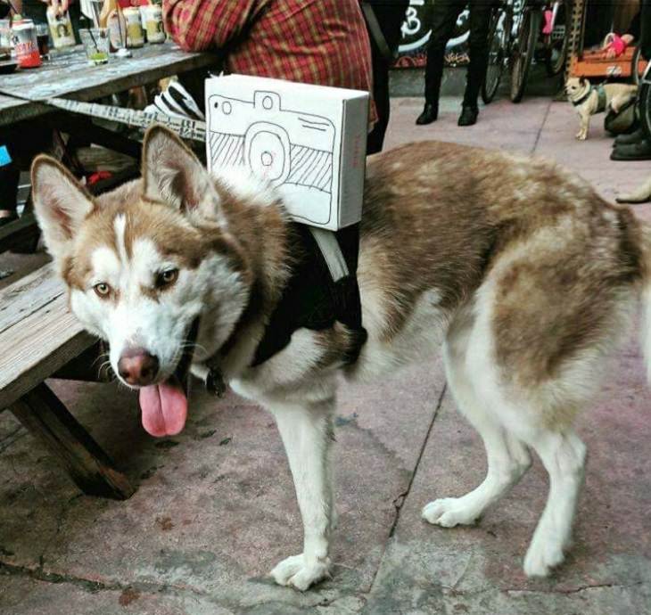 Cute and funny pet costumes for Halloween 2020, Three legged dog with a cardboard camera on his back