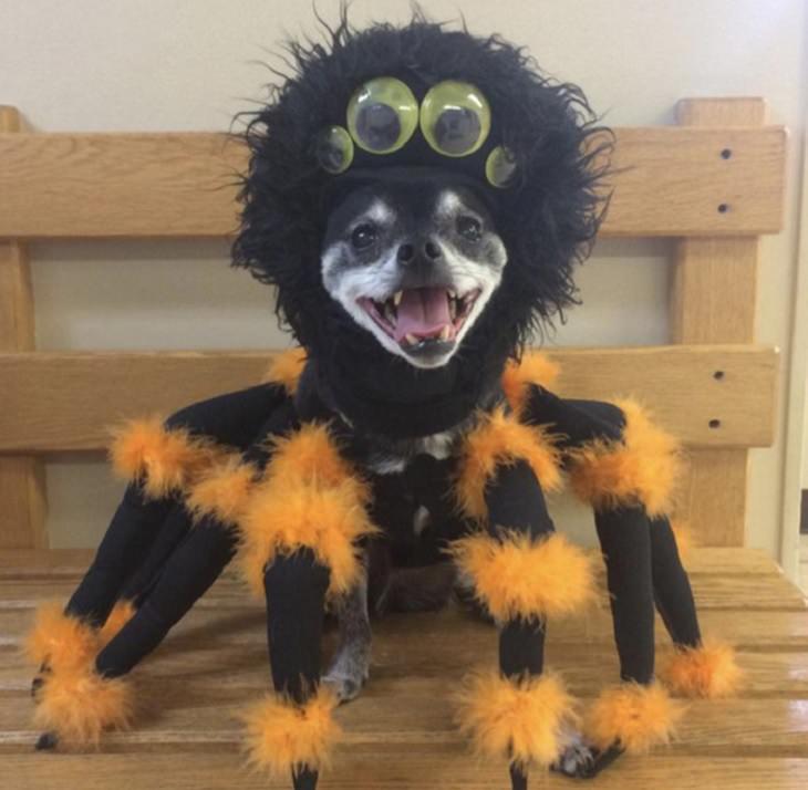 Cute and funny pet costumes for Halloween 2020, Small dog in orange and black giant spider costume