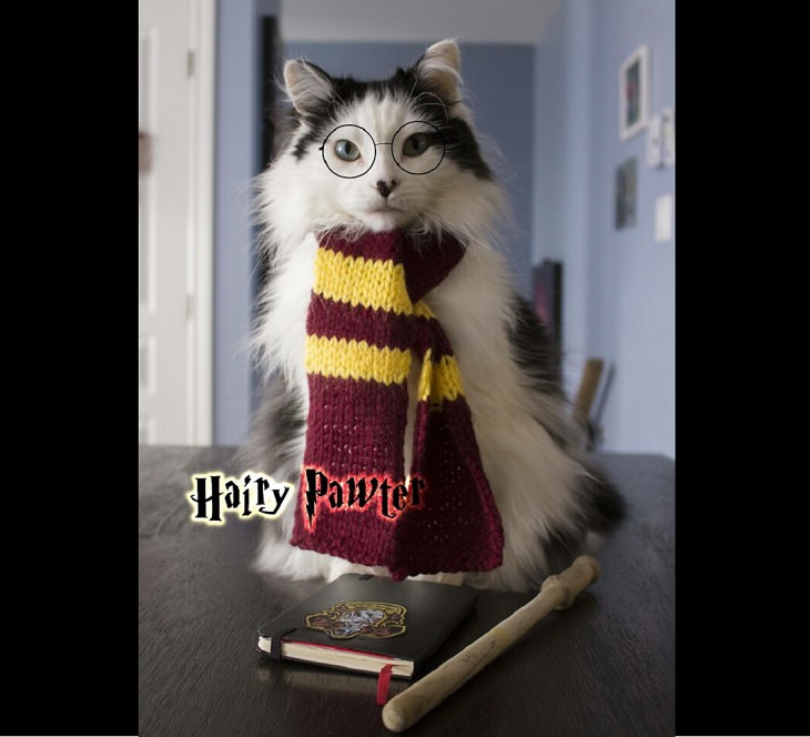 Cute and funny pet costumes for Halloween 2020, Cat dressed as Harry Potter