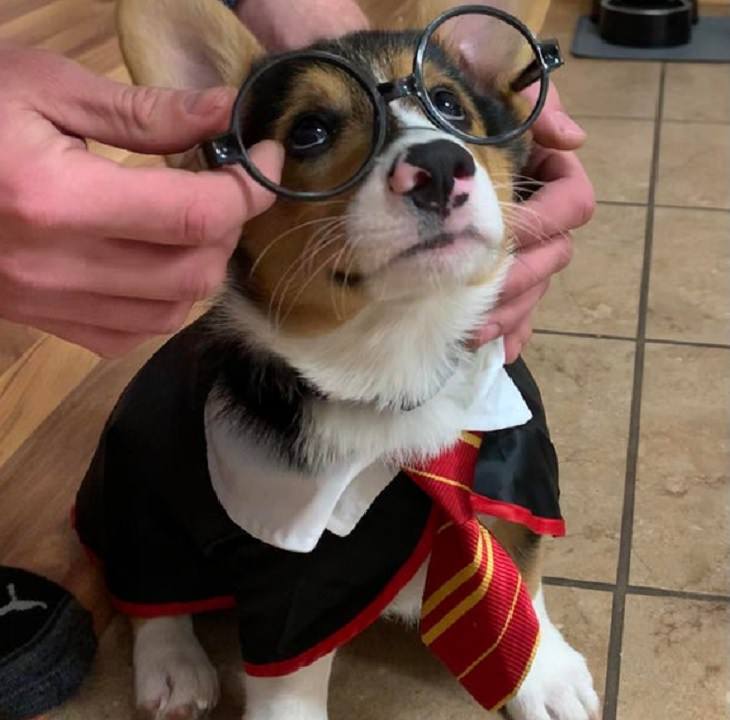 Cute and funny pet costumes for Halloween 2020, Puppy dressed as Harry Potter