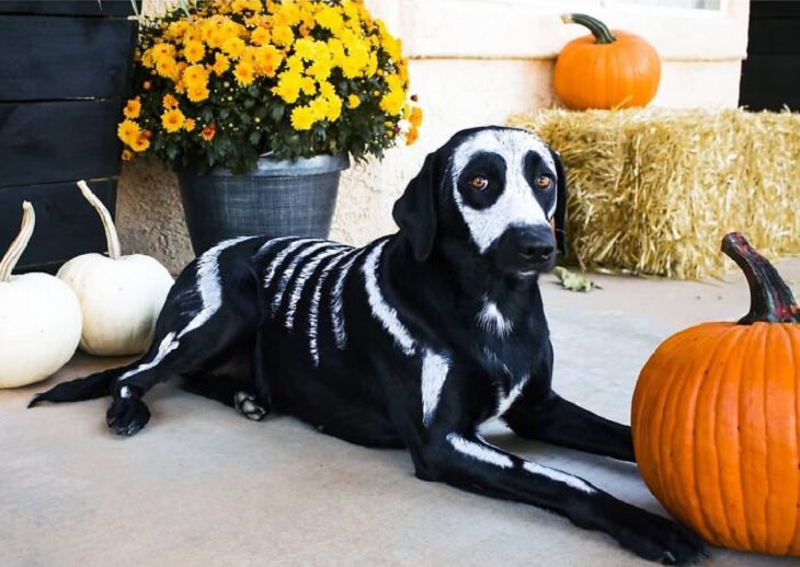 Cute and funny pet costumes for Halloween 2020, Dog painted white to look like skeleton
