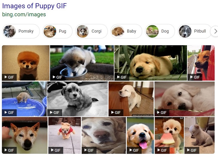 Best online free courses, classes, and lessons for seniors, Screenshot of numerous puppy GIFs