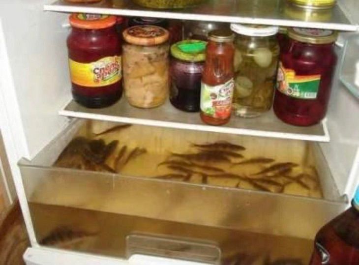 Hilarious bad DIY projects that failed, Vegetable crisper in a fridge being used as a DIY fishtank